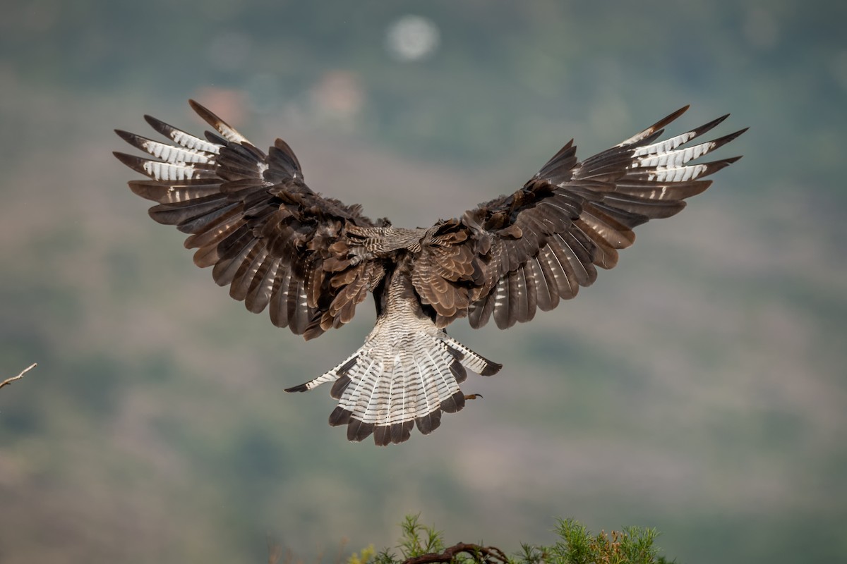 Crested Caracara (Southern) - Luciano Massa