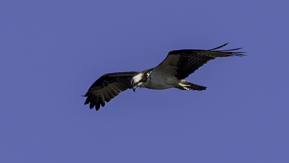 Osprey - ML253456421