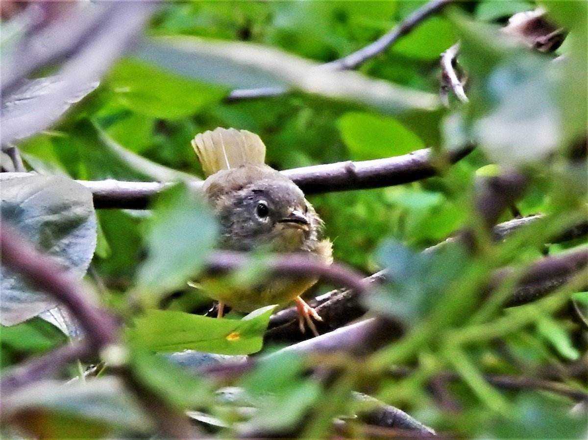 MacGillivray's Warbler - ML253457301