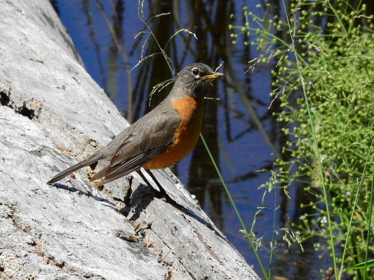 American Robin - ML253457611