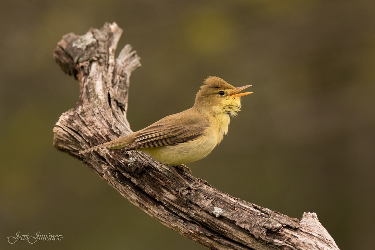 Melodious Warbler - ML253459341