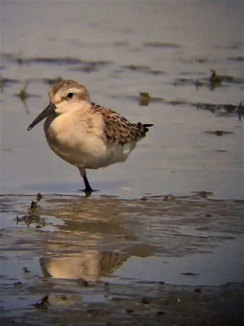 Western Sandpiper - Mark Vernon