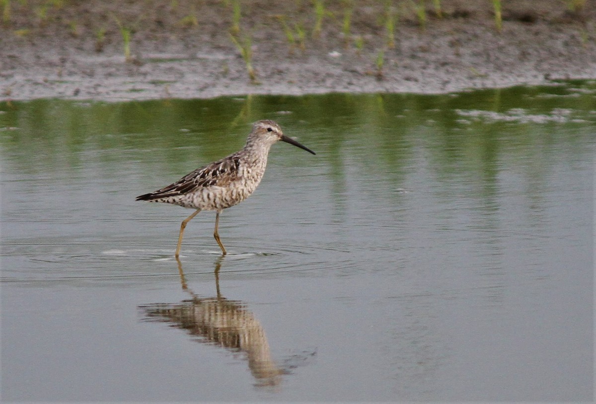 Stilt Sandpiper - Henry Gorski