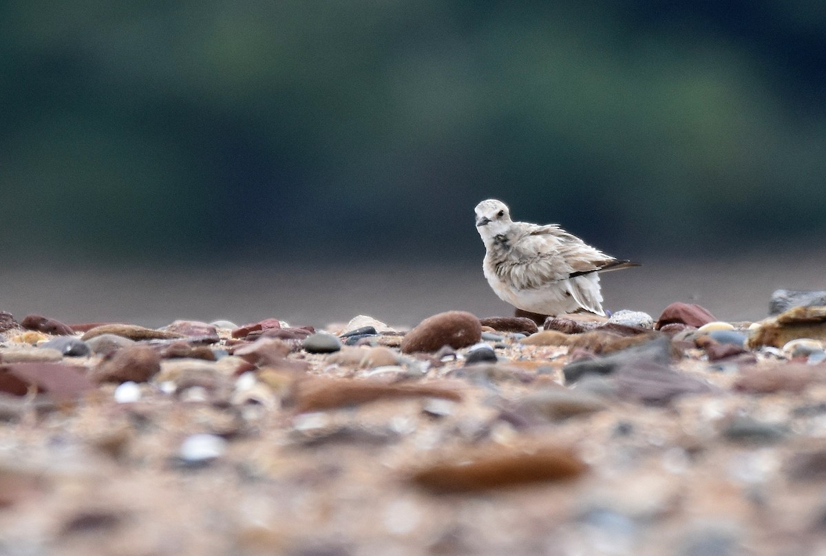 Greater Sand-Plover - ML253461181