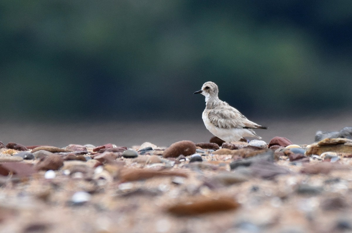 Greater Sand-Plover - ML253461201