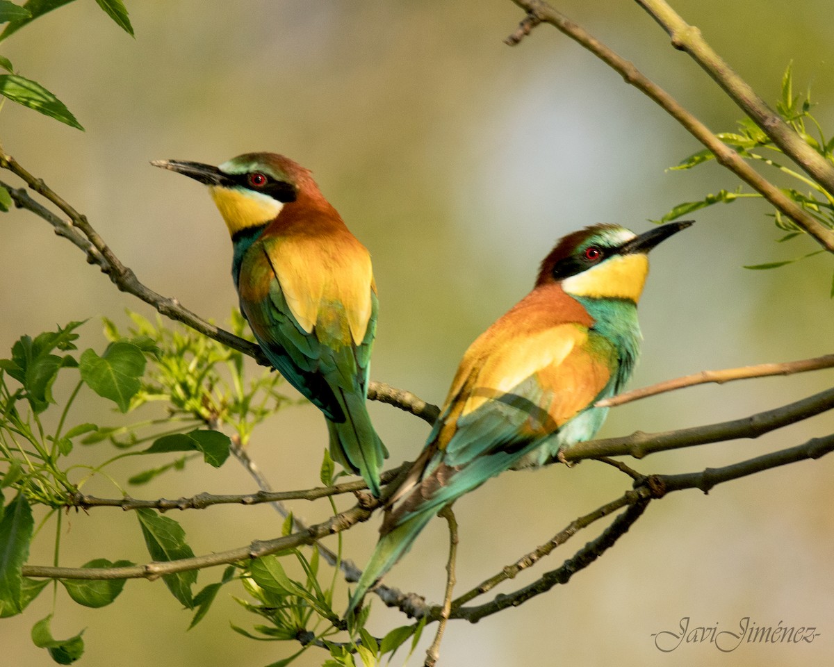 European Bee-eater - ML253461341