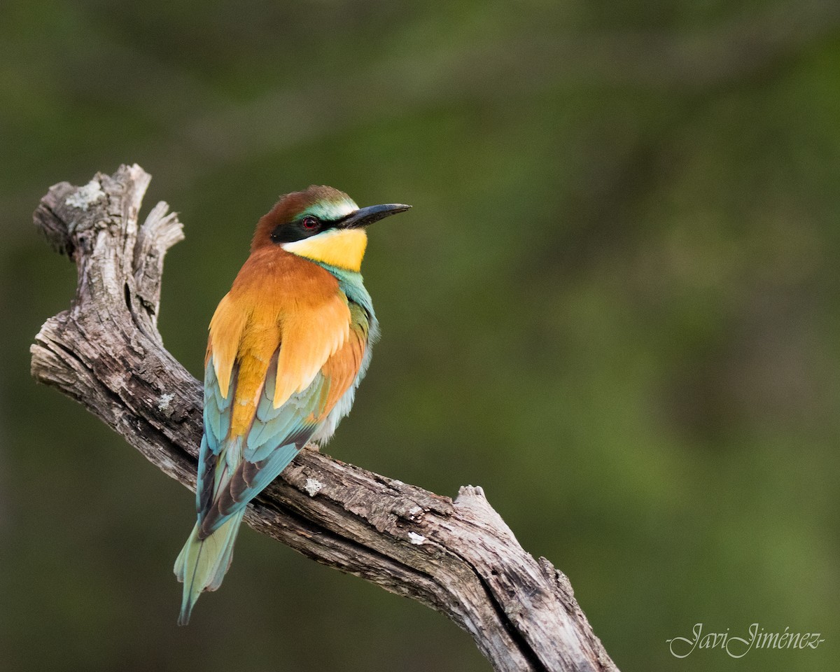 European Bee-eater - ML253461351