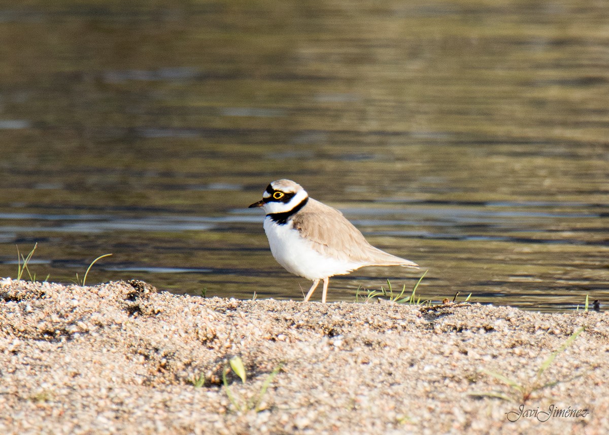 Little Ringed Plover - ML253461831