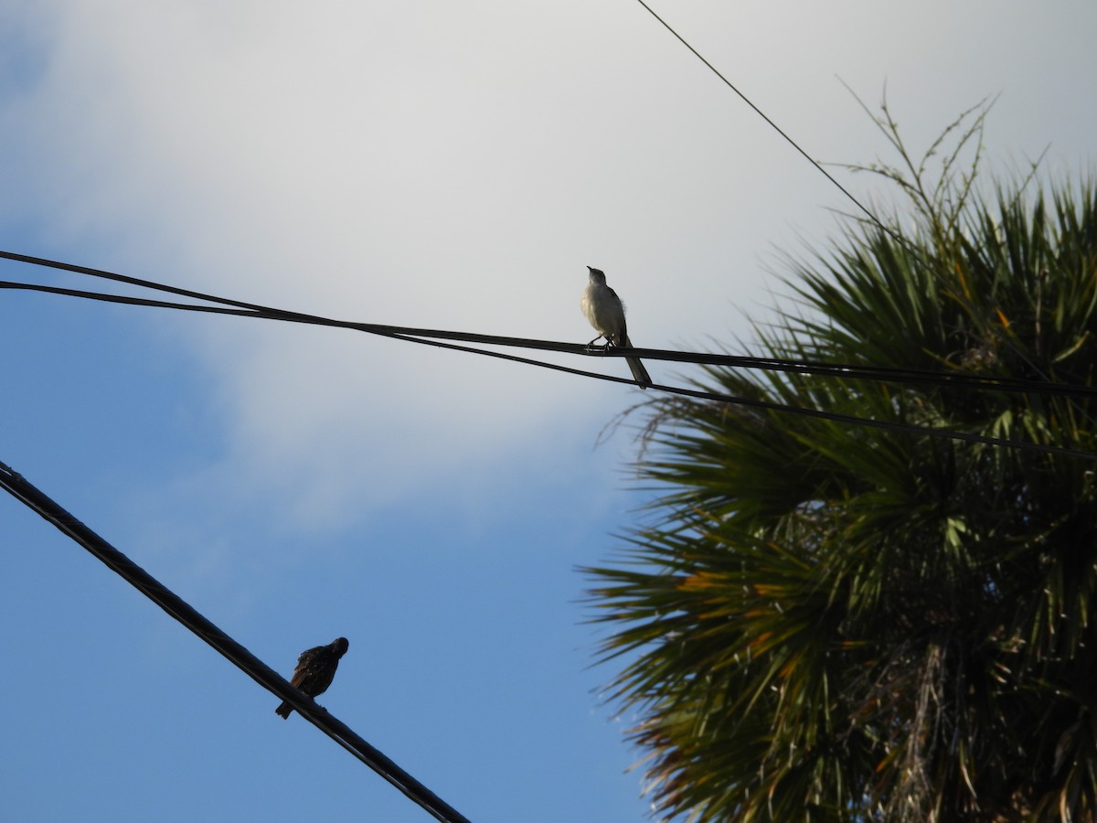 Northern Mockingbird - ML253462691