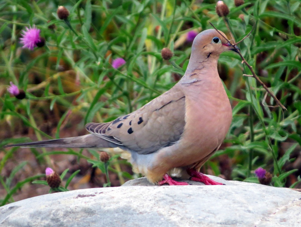 Mourning Dove - ML253463531