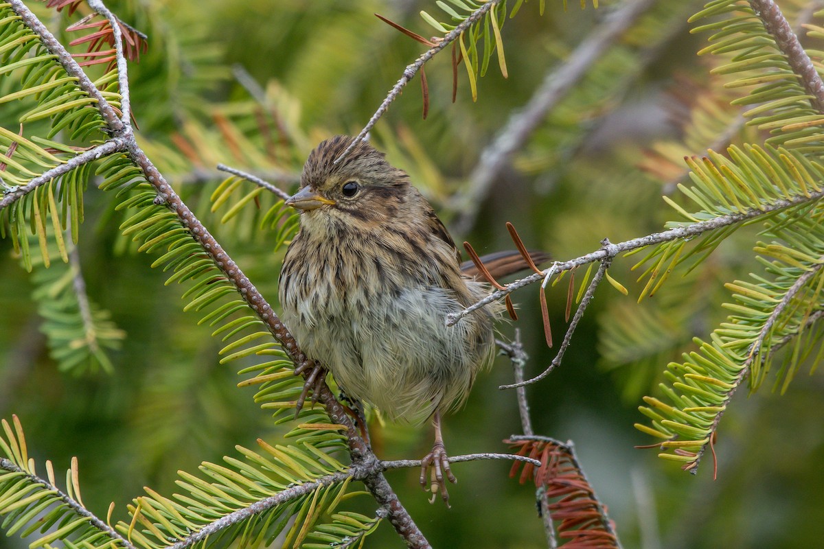 Swamp Sparrow - ML253464661