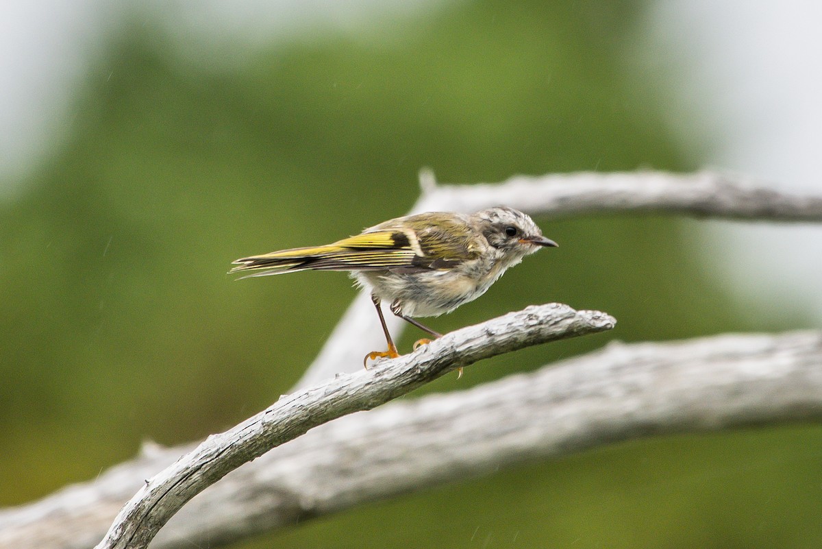 Ruby-crowned Kinglet - ML253464841