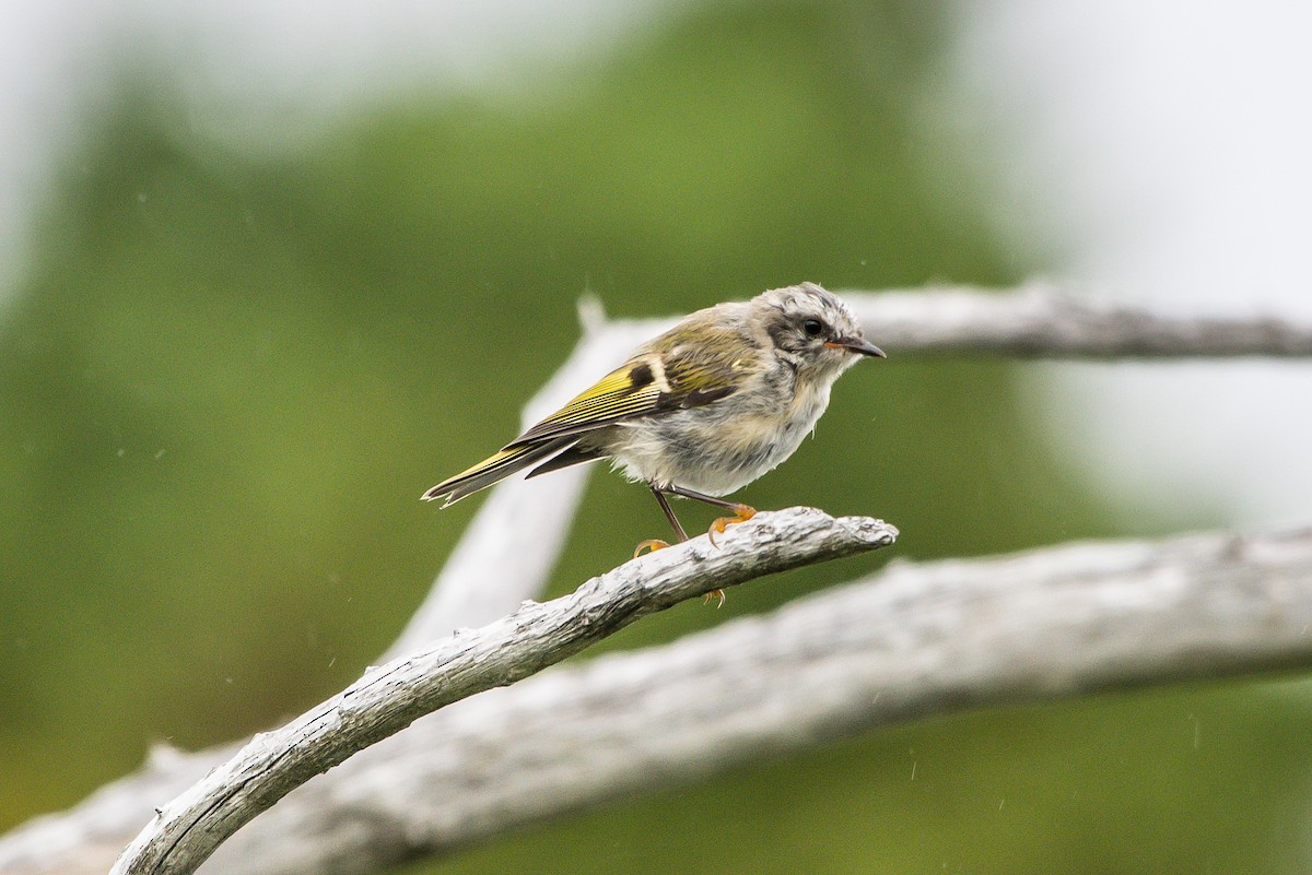 Ruby-crowned Kinglet - ML253464881