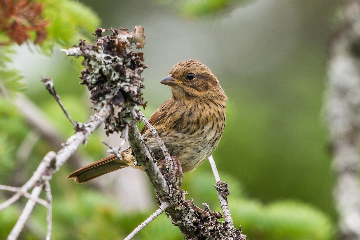 Swamp Sparrow - Frank King