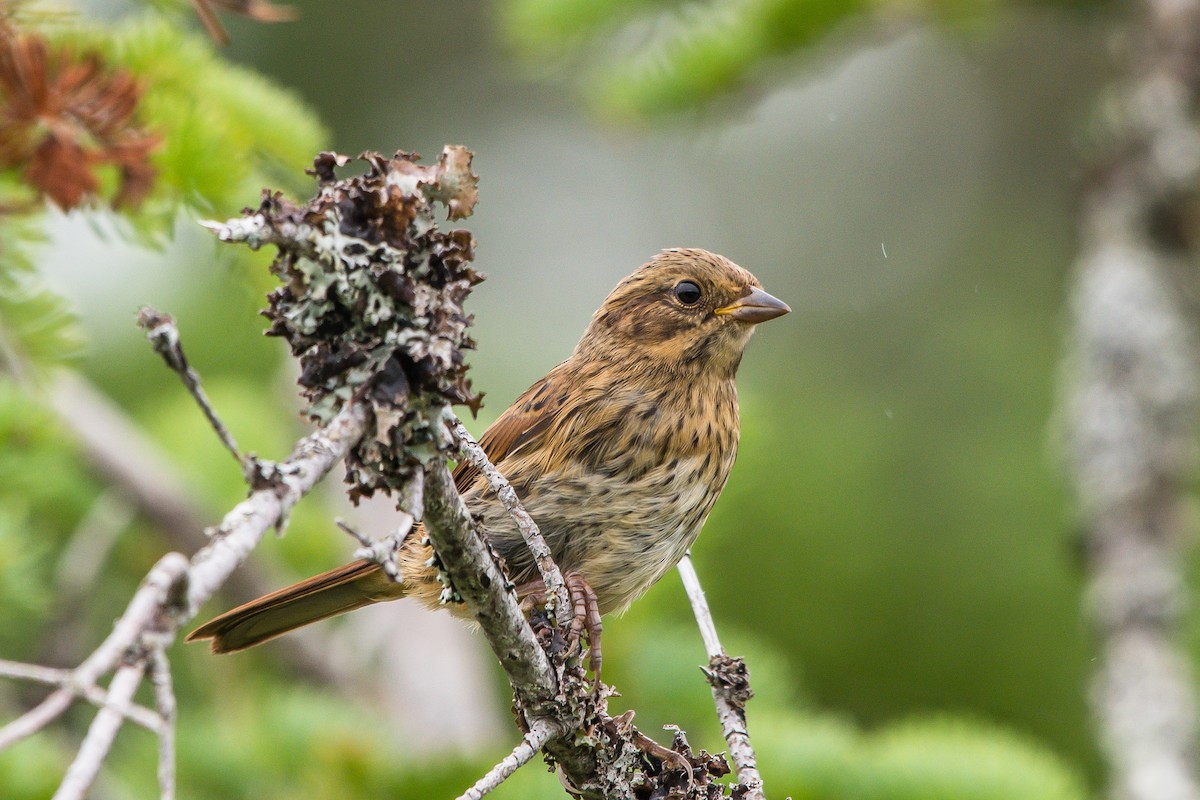 Swamp Sparrow - ML253464931