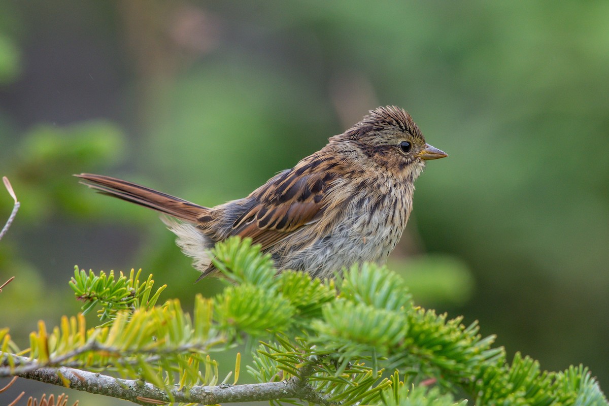 Swamp Sparrow - ML253464981