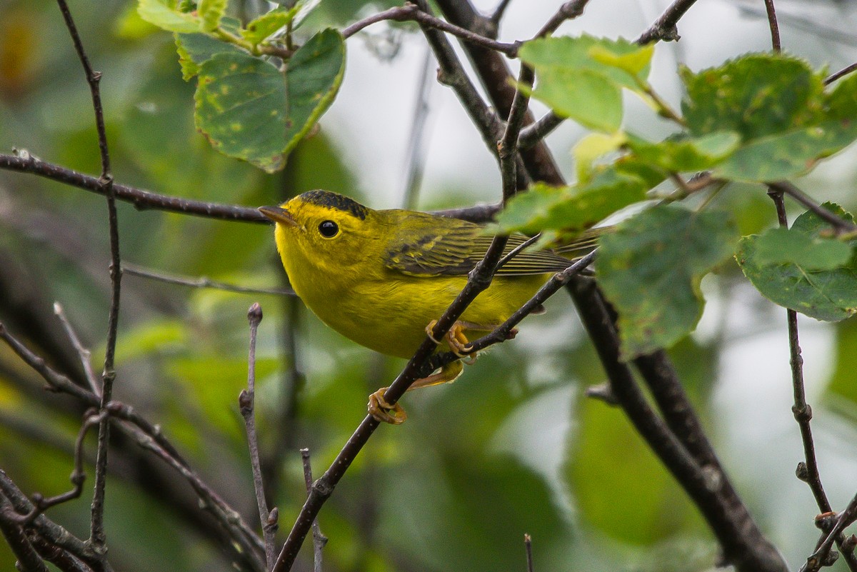 Wilson's Warbler - ML253465001