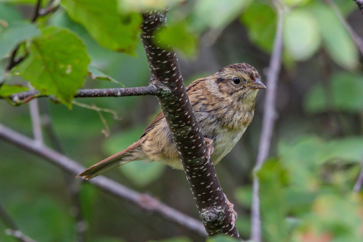 Swamp Sparrow - ML253465051