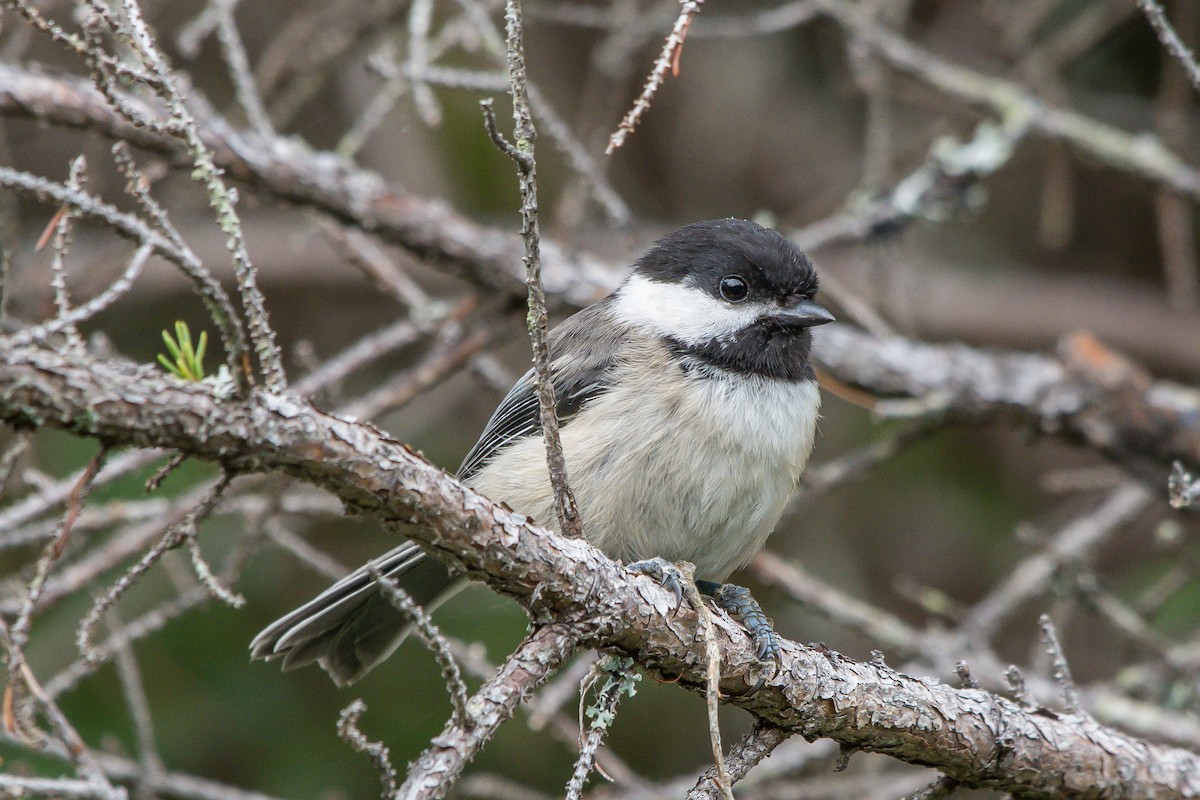 Black-capped Chickadee - ML253465081