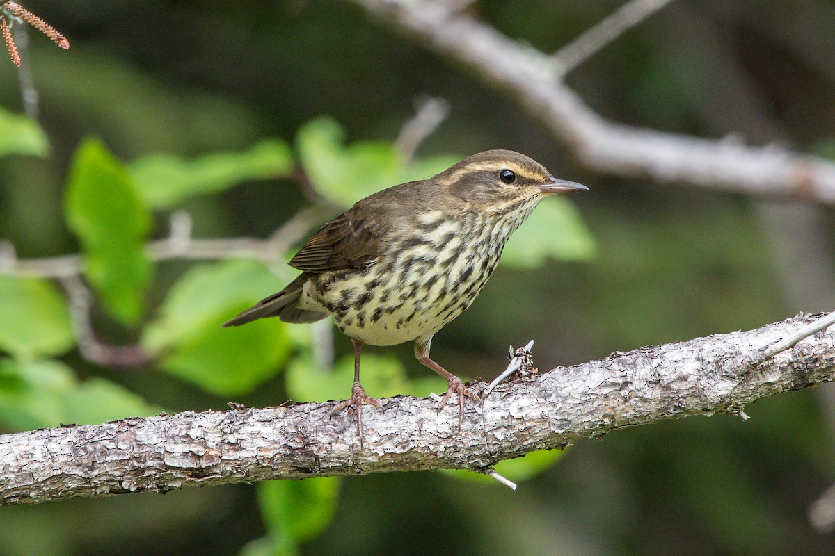 Northern Waterthrush - ML253465131