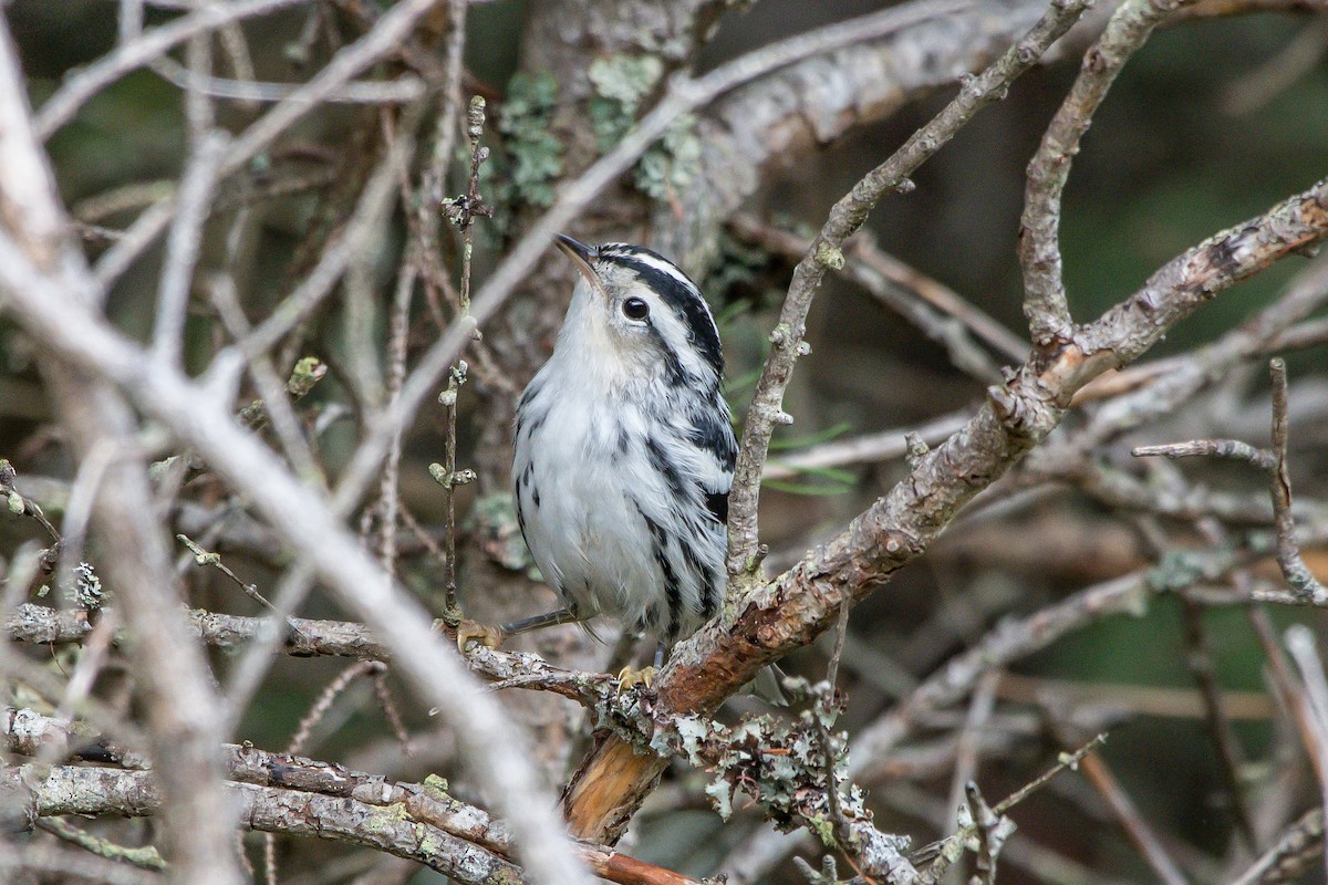 Black-and-white Warbler - ML253465191