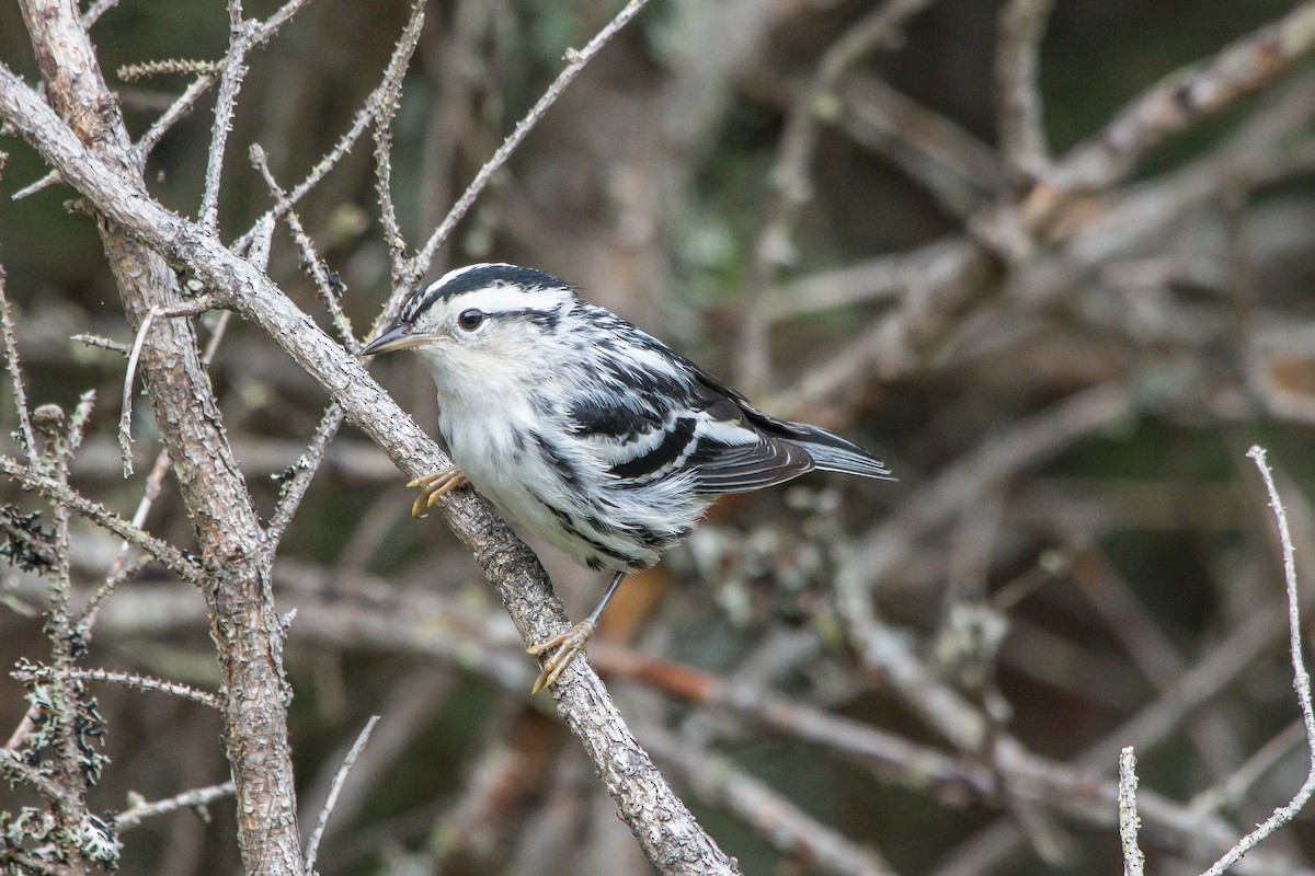 Black-and-white Warbler - ML253465201