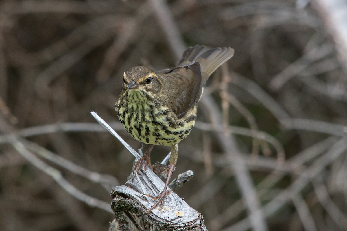 Northern Waterthrush - ML253465221