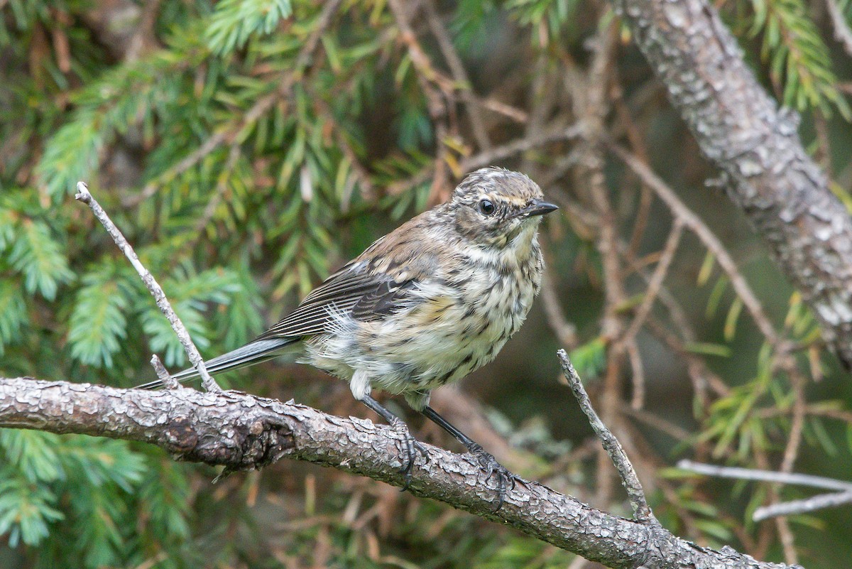 Yellow-rumped Warbler - ML253465241