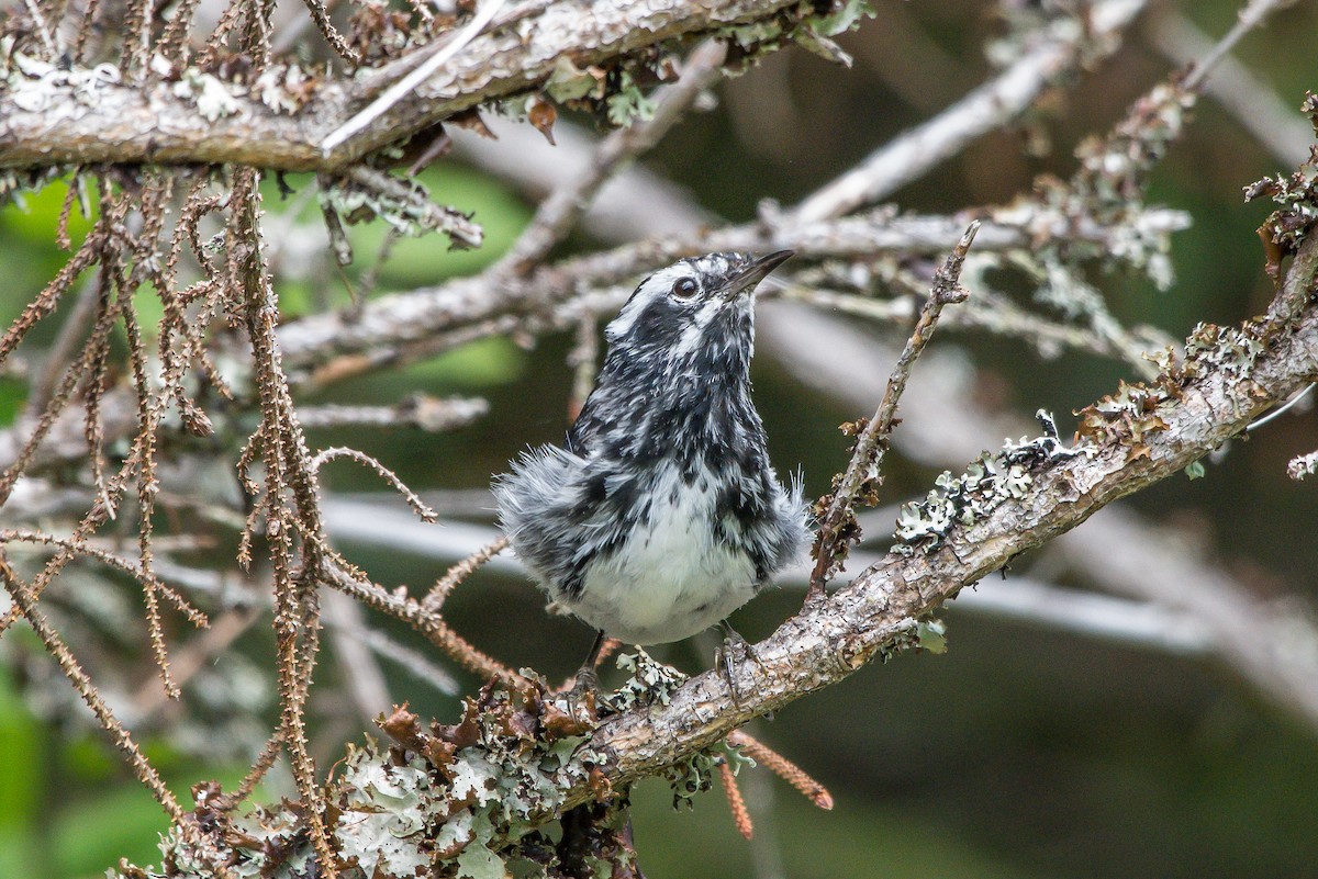 Black-and-white Warbler - ML253465261