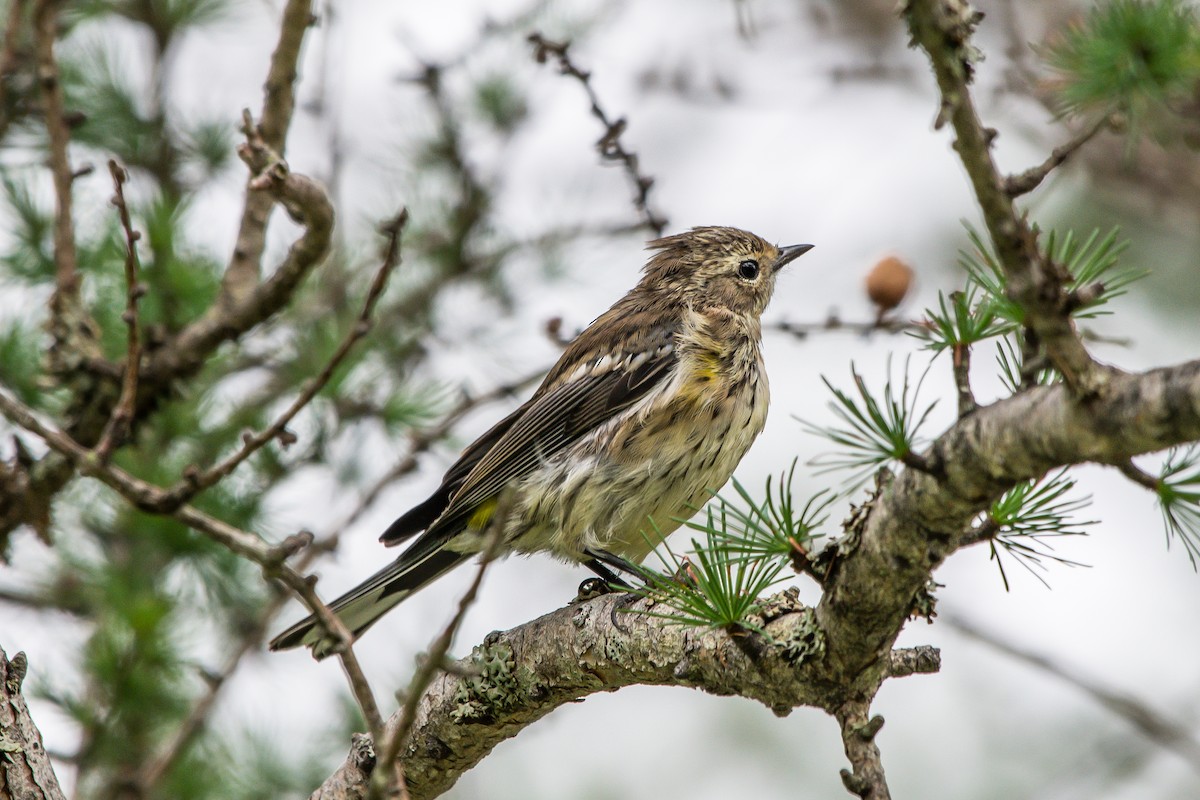 Yellow-rumped Warbler - ML253465311