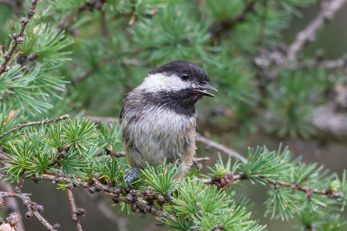 Black-capped Chickadee - ML253465361