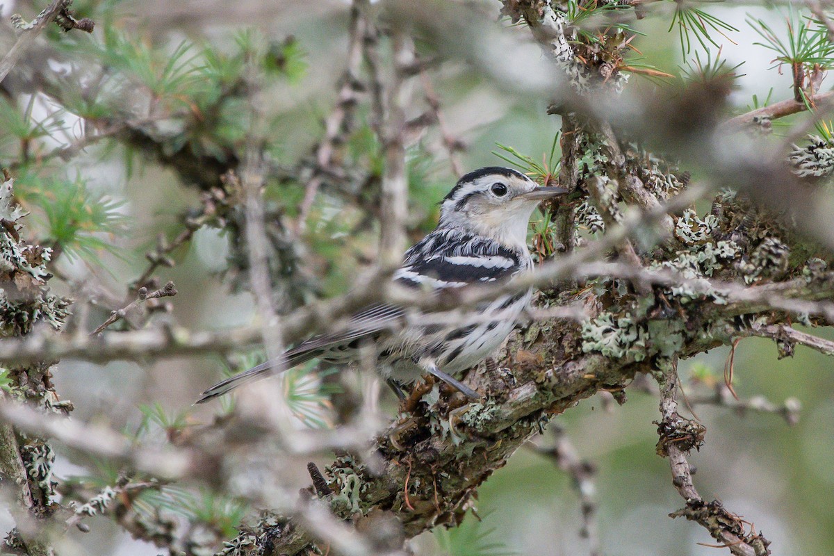 Black-and-white Warbler - ML253465441