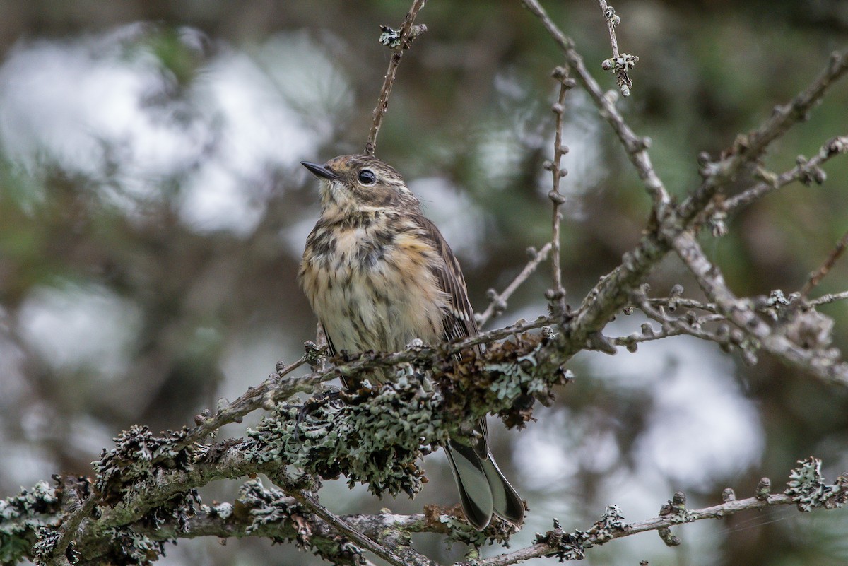 Yellow-rumped Warbler - ML253465491