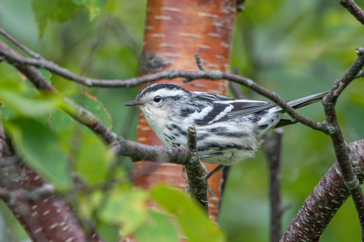 Black-and-white Warbler - ML253465521