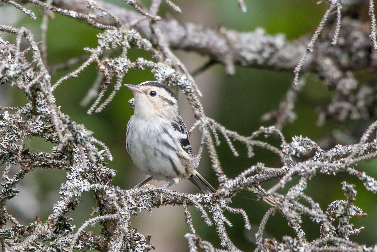 Black-and-white Warbler - ML253465541