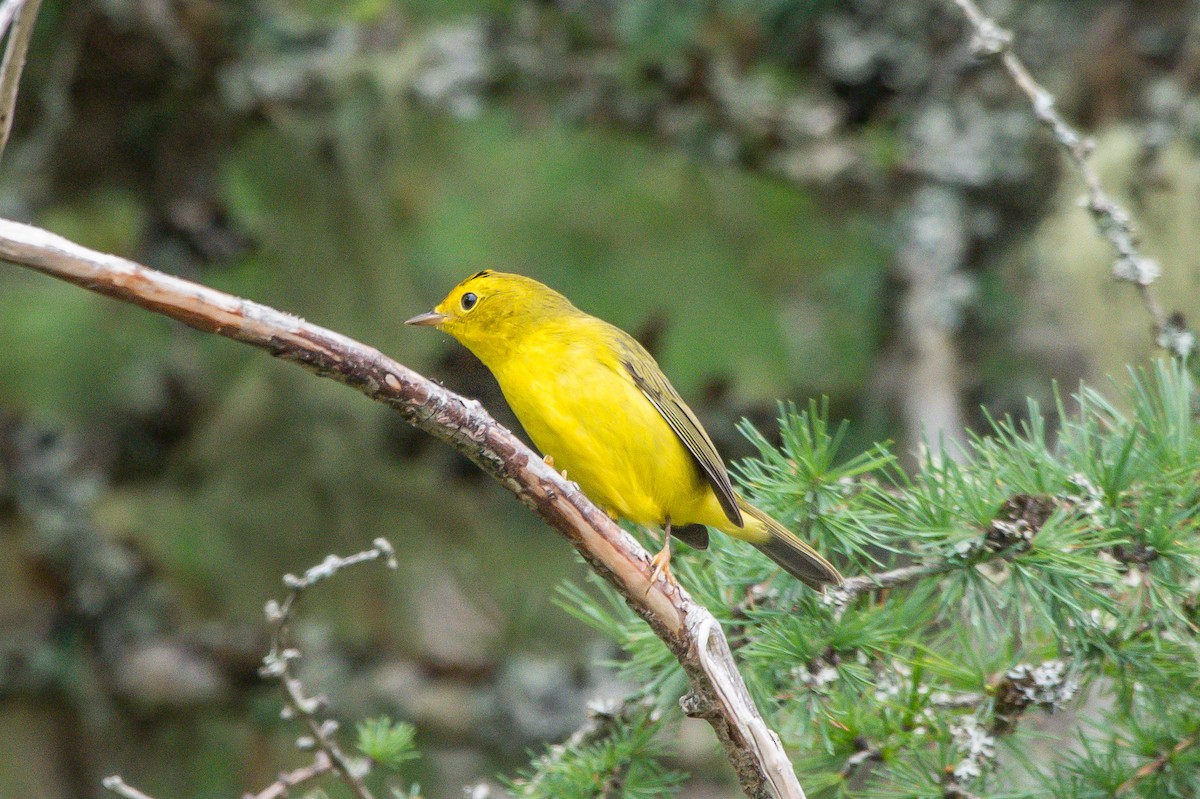 Wilson's Warbler - ML253465601