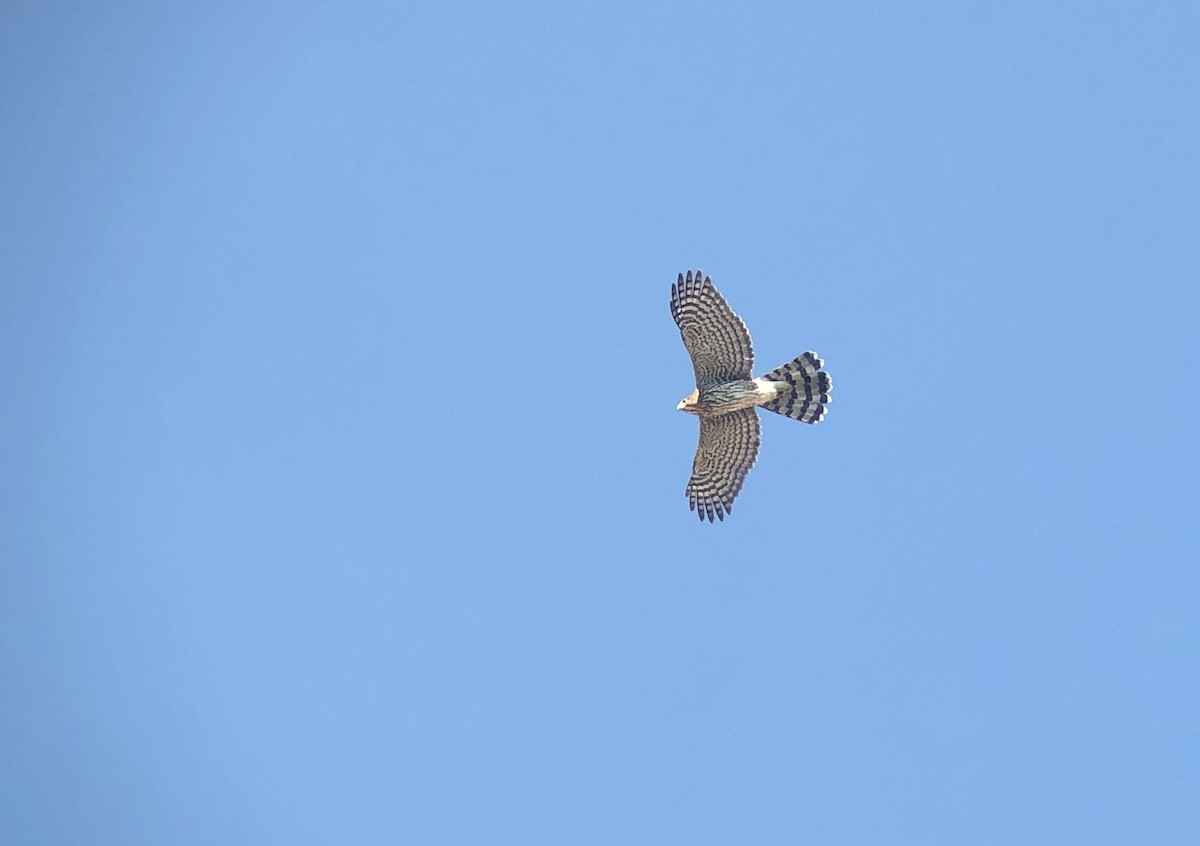 Cooper's Hawk - ML253467951