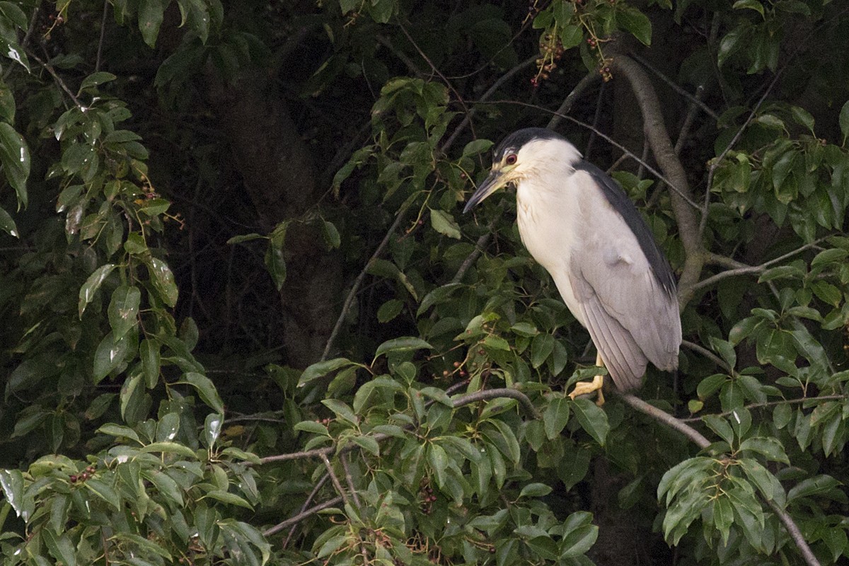 Black-crowned Night Heron - ML253468581