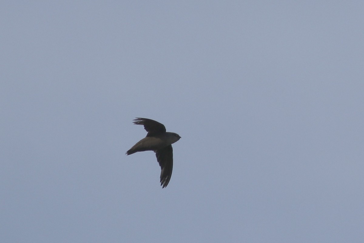 Chimney Swift - George Forsyth