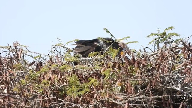 White-headed Vulture - ML253469771