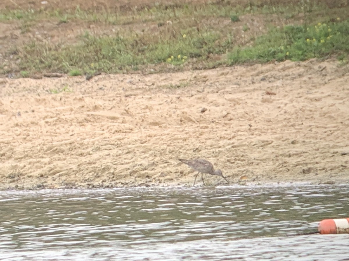 vodouš břehoušovitý (ssp. inornata) - ML253470161