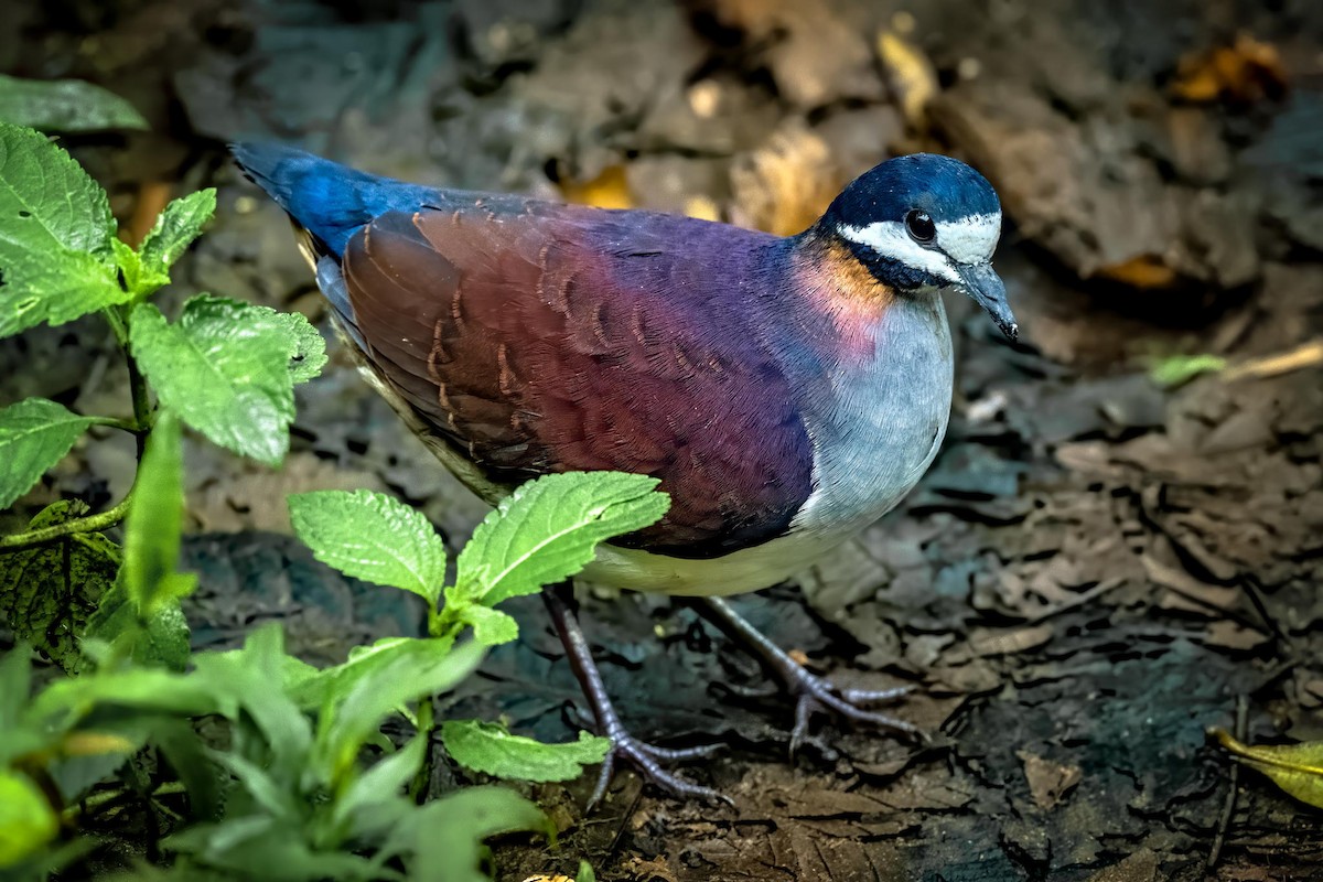 Purple Quail-Dove - ML253470431