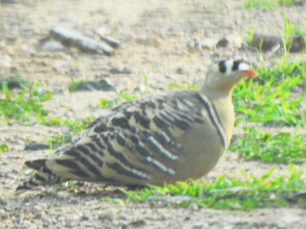 Painted Sandgrouse - ML253470661