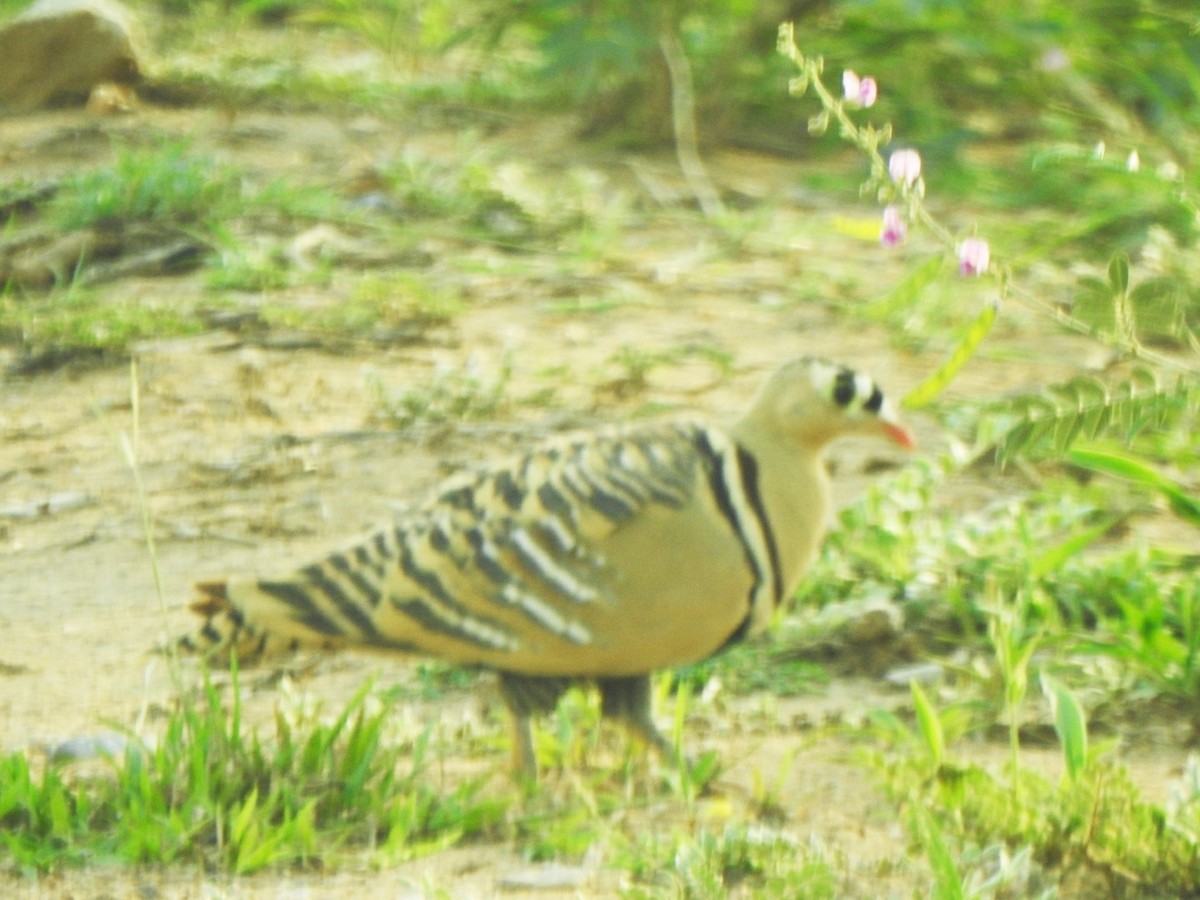 Painted Sandgrouse - ML253470721