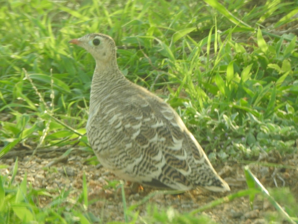 Painted Sandgrouse - ML253470761