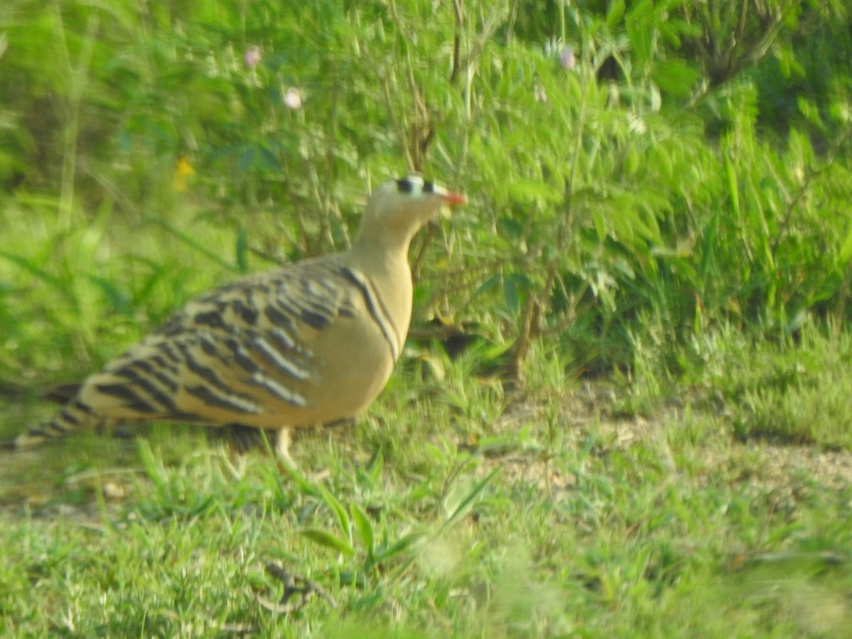 Painted Sandgrouse - ML253470801