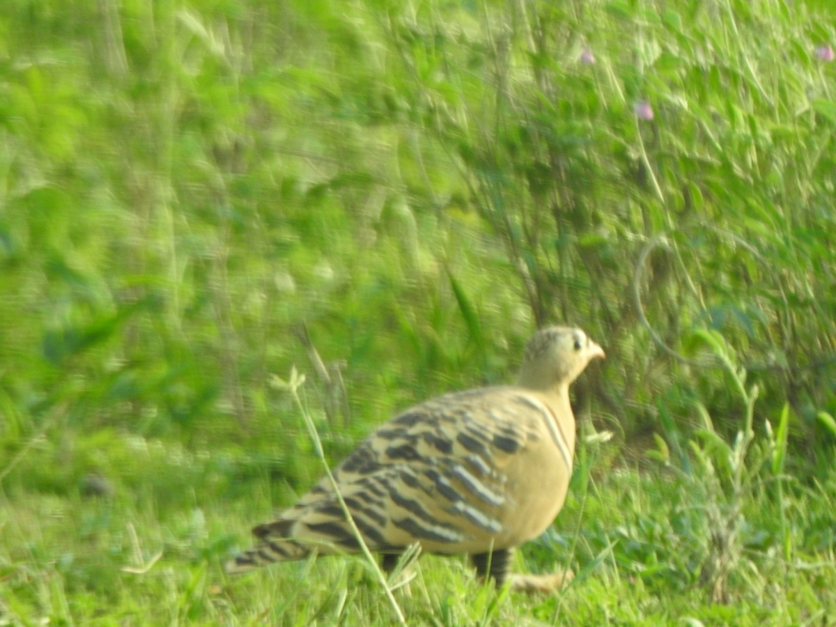 Painted Sandgrouse - ML253470841