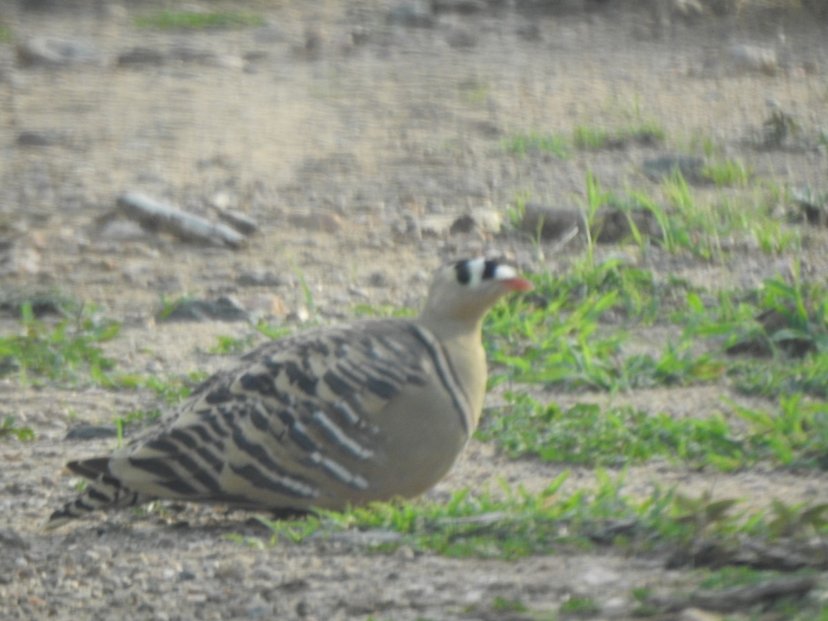 Painted Sandgrouse - ML253470871