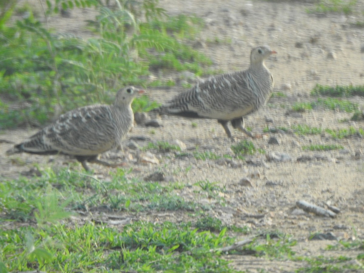 Painted Sandgrouse - ML253470881