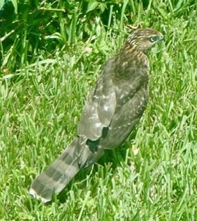 hawk sp. - ML253472601